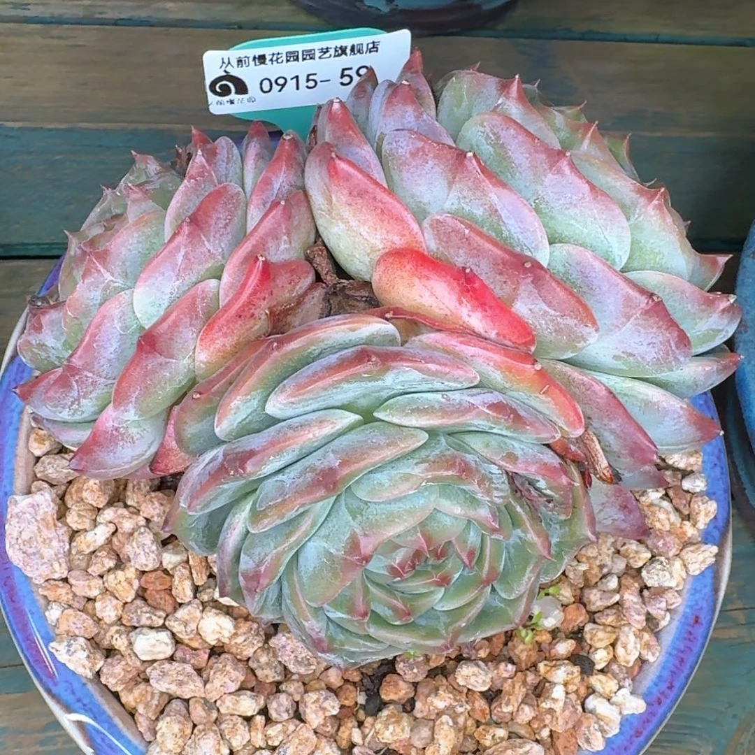 从前慢多肉精选编号0915.59
