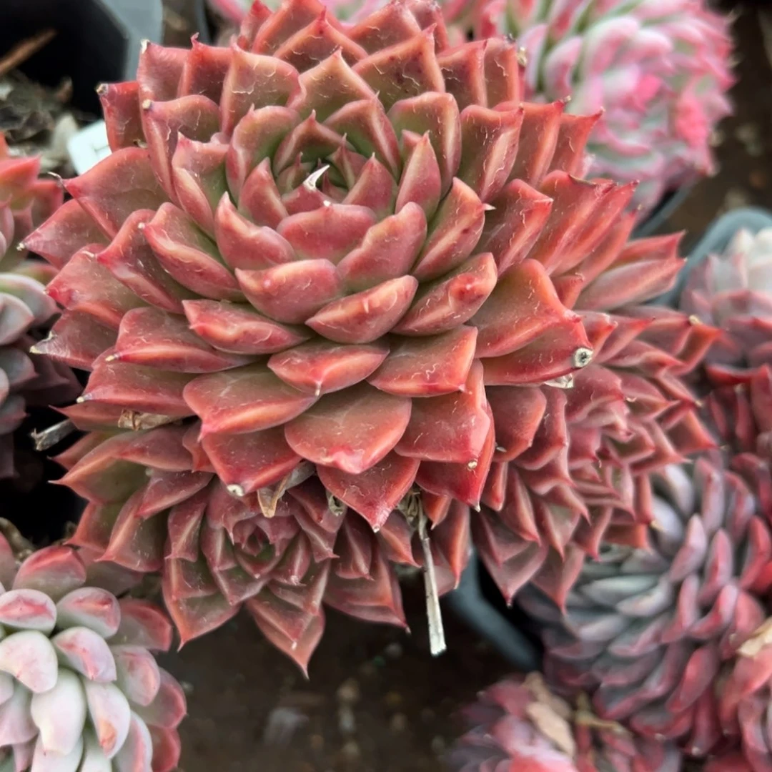 不****调23830杂交多肉基地