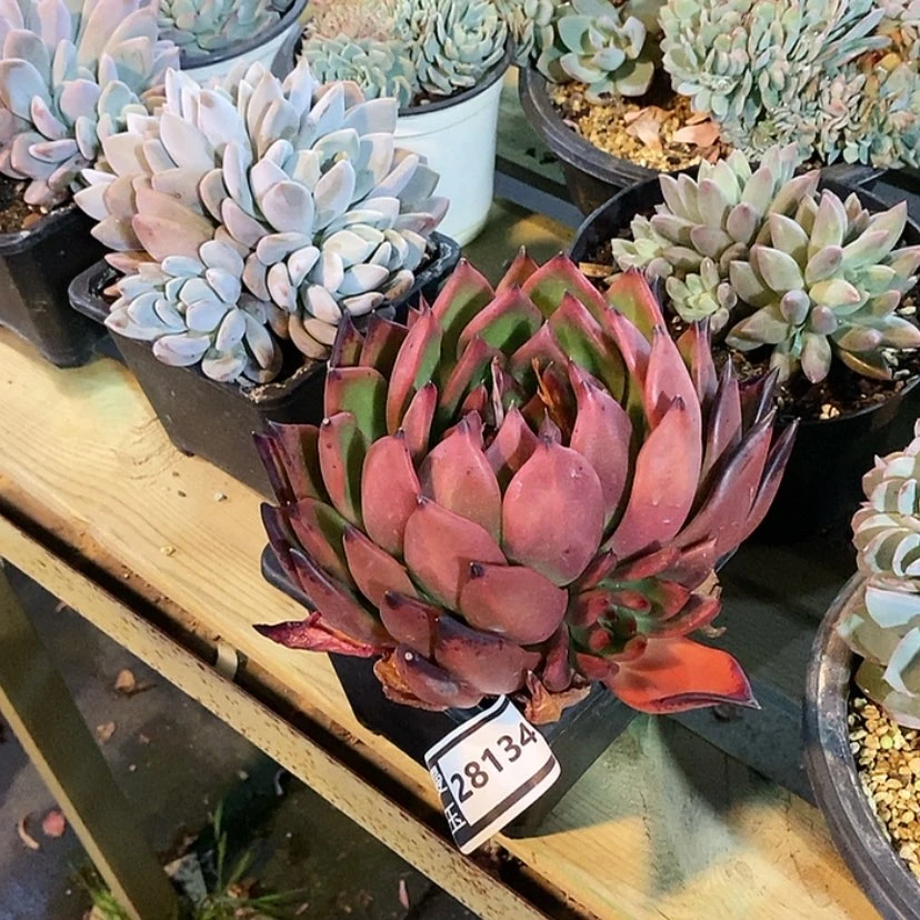 【闪购商品】用****2超级弗兰克28134