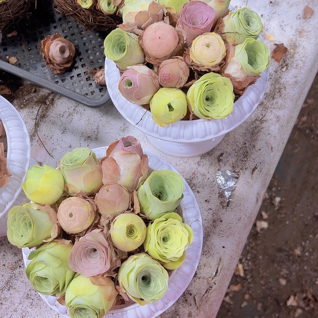 820品种玫瑰13颗送3个大苗没有蓝子