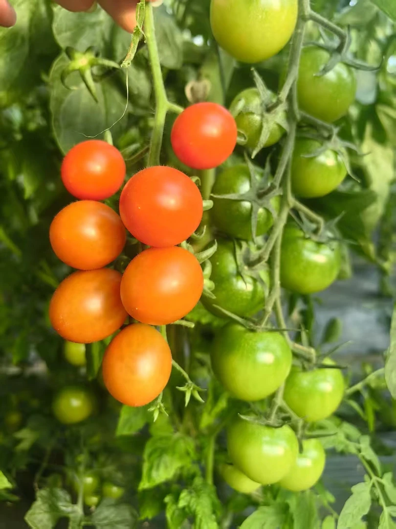 京东瓦大小六彩色小番茄圣女果浆果孕妇水果小西红柿脆甜多汁4斤