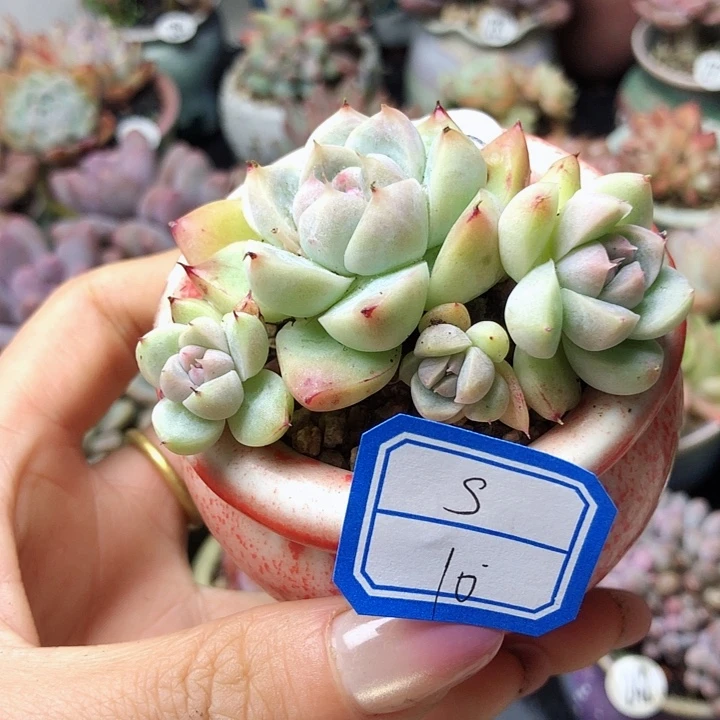 S                1个