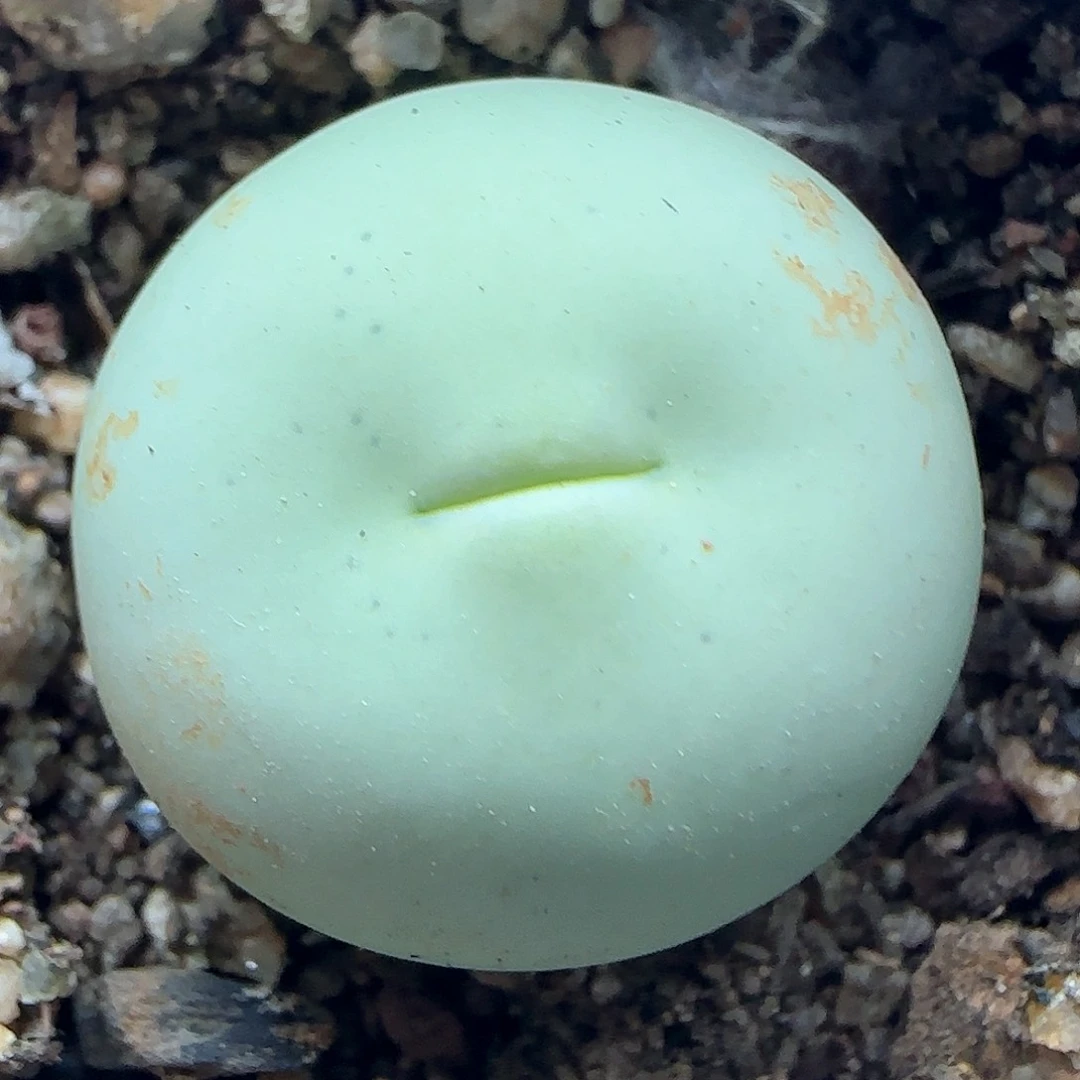 2.1鸽子蛋。     39659