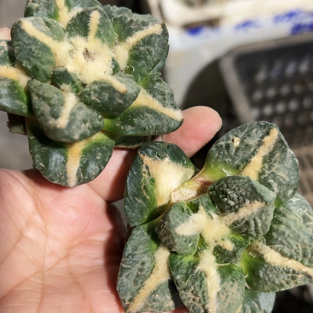 等*两颗龟甲牡丹仙人球