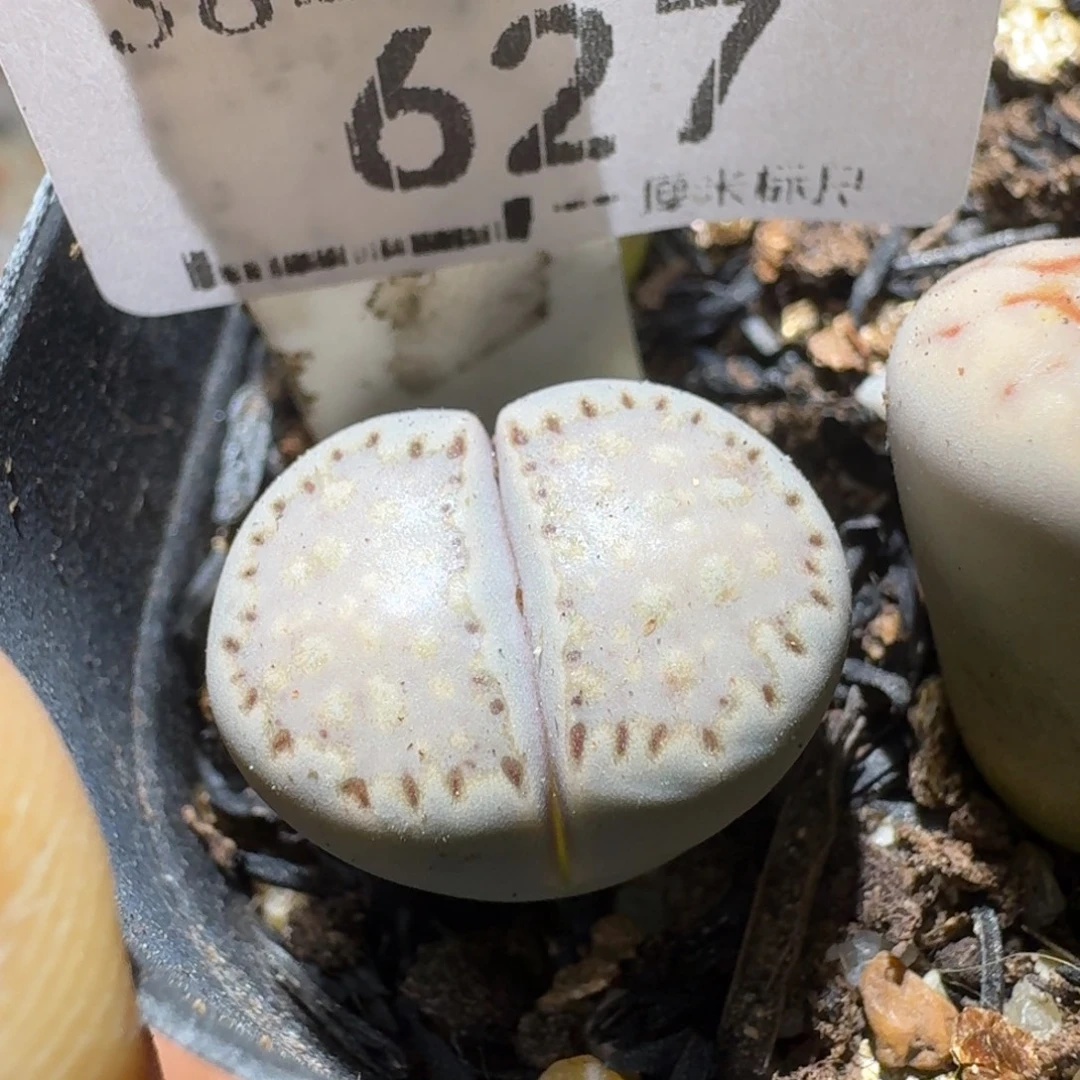 Sss新年快乐价627