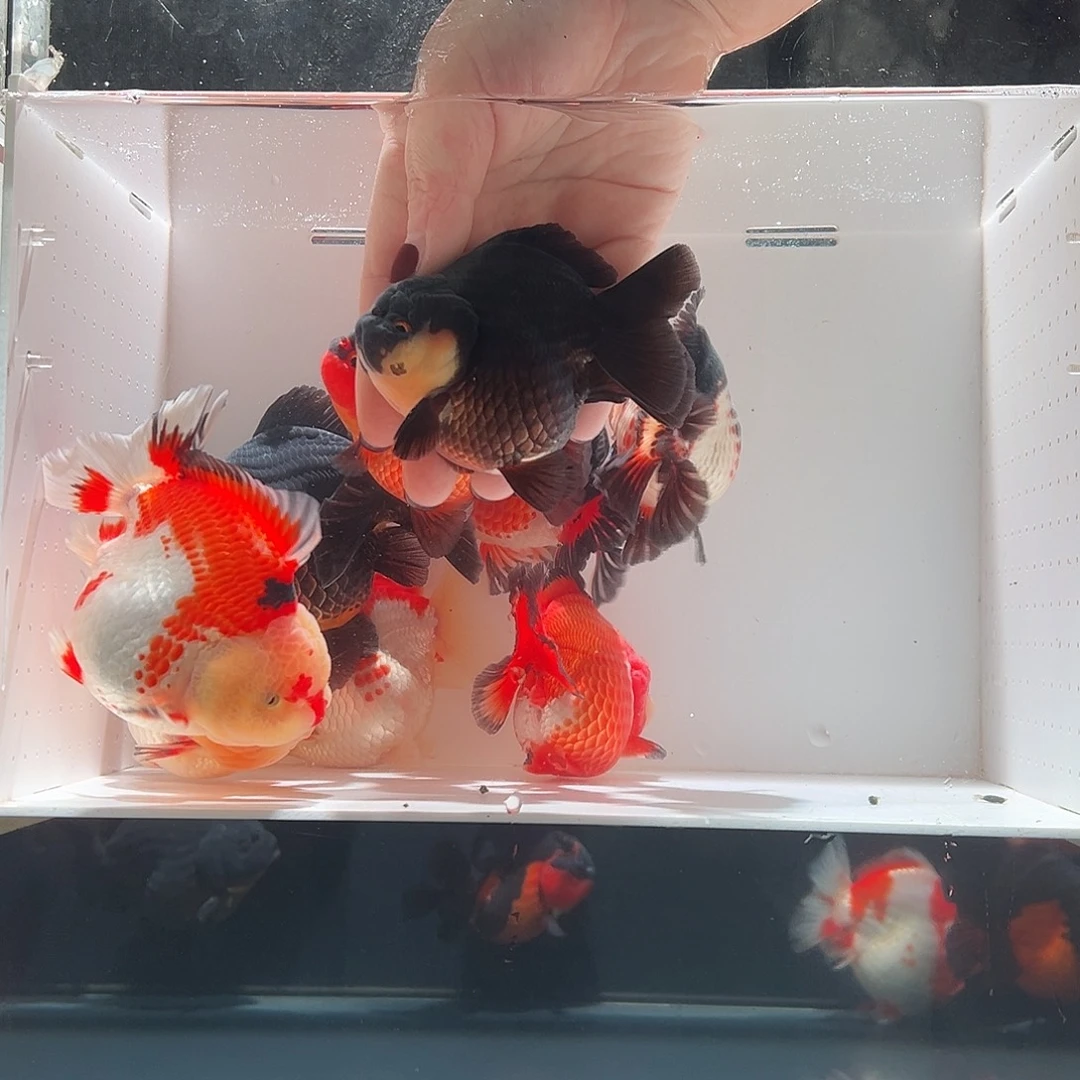 茗***居海水鱼茗黑白脸玛丽