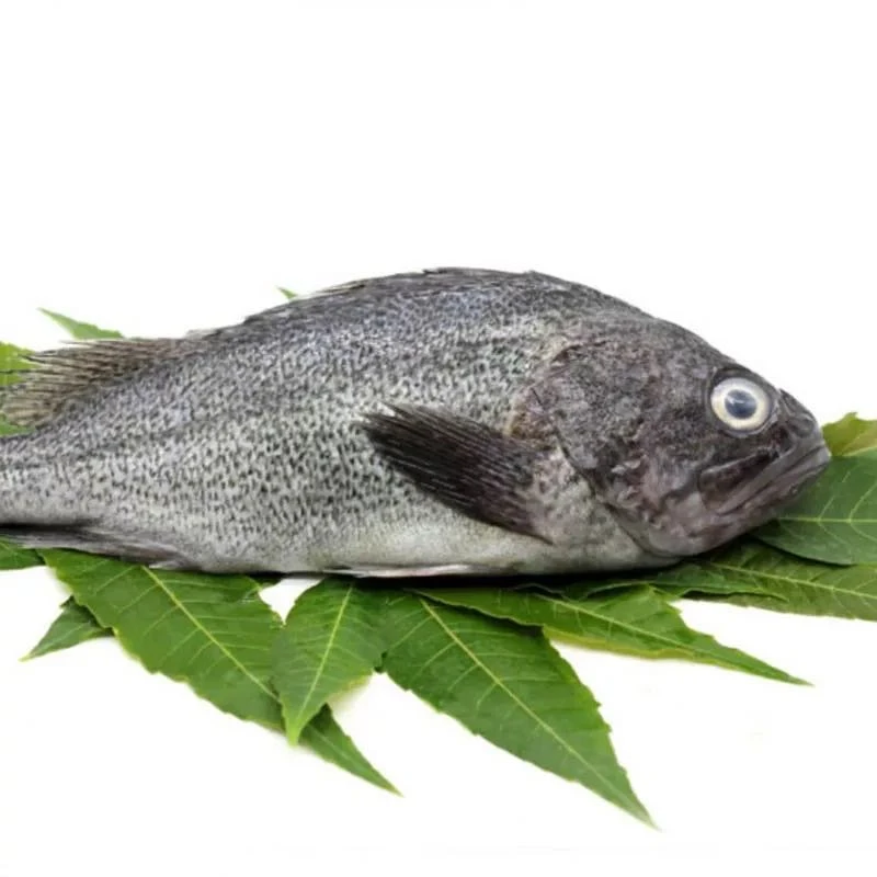 小妹海鲜 大连小渔船 野生黑鱼 黑头鱼 当日鲜捕