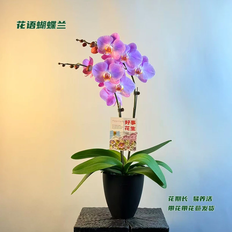 蝴蝶兰【半岛铁盒】 带花带花苞发货 室内客厅花卉 好养易活