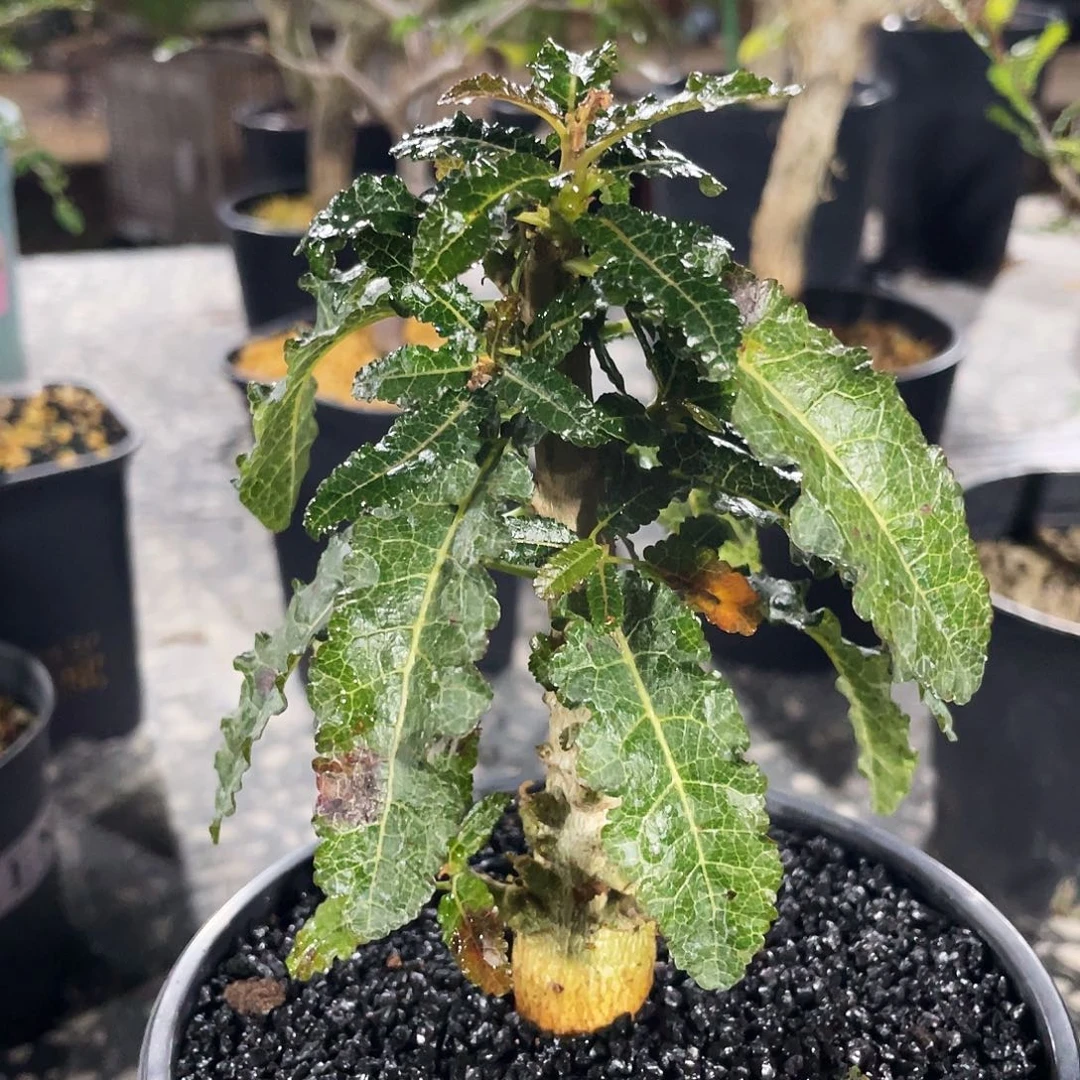 娜娜乳香66666666666