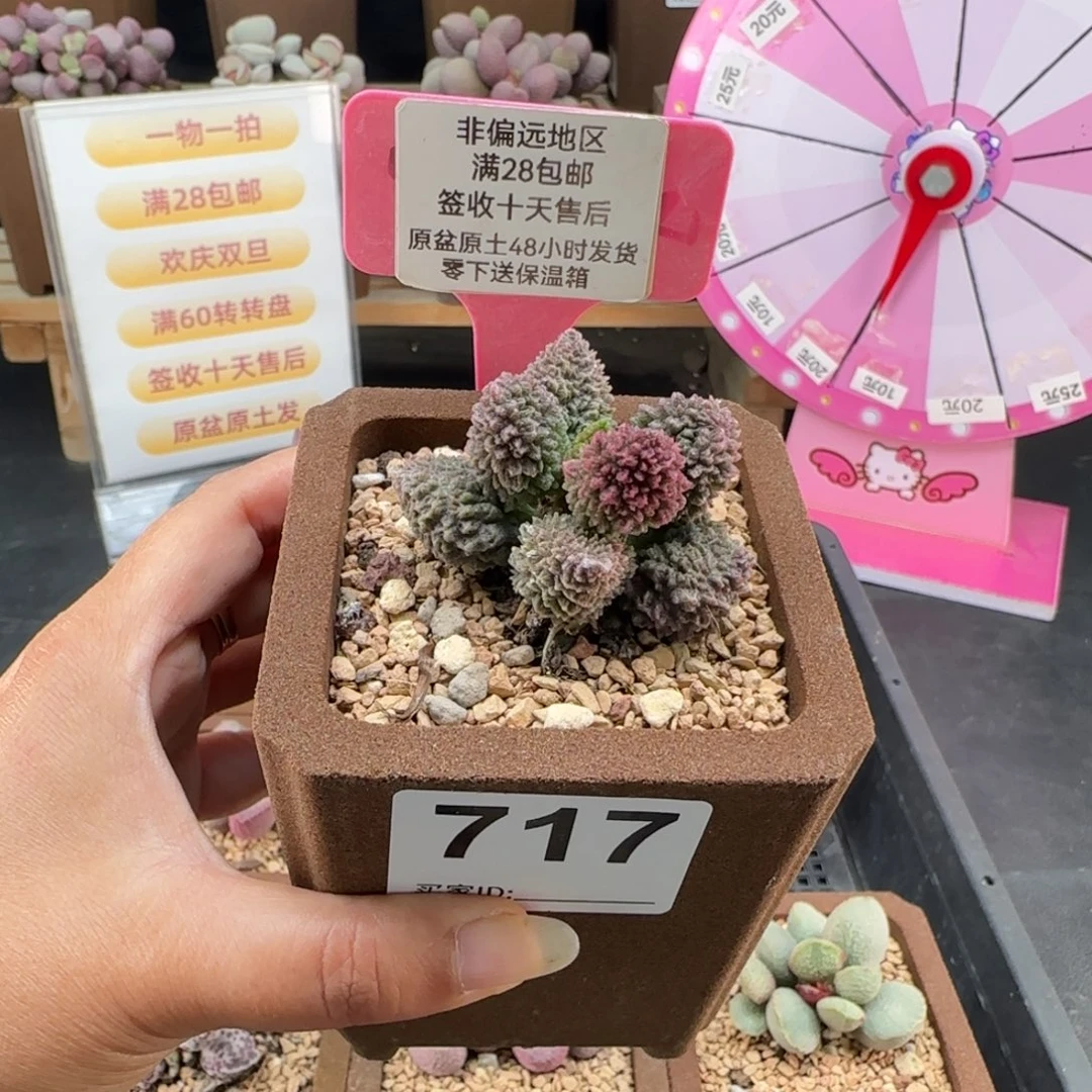 717朱紫玉多肉植物