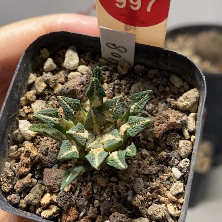 实生母本黑牡丹3.3cm