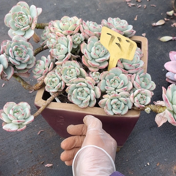 两单包邮，一物一拍737香草