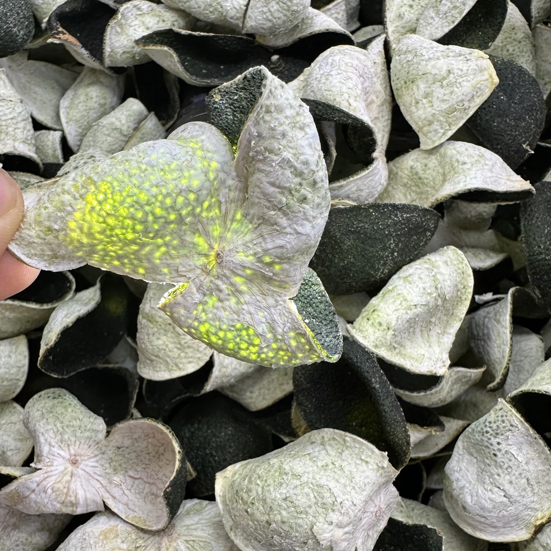 （批发）25年8月头批带蒂东甲12年老树油身青皮纯阳光生晒兰花香浓