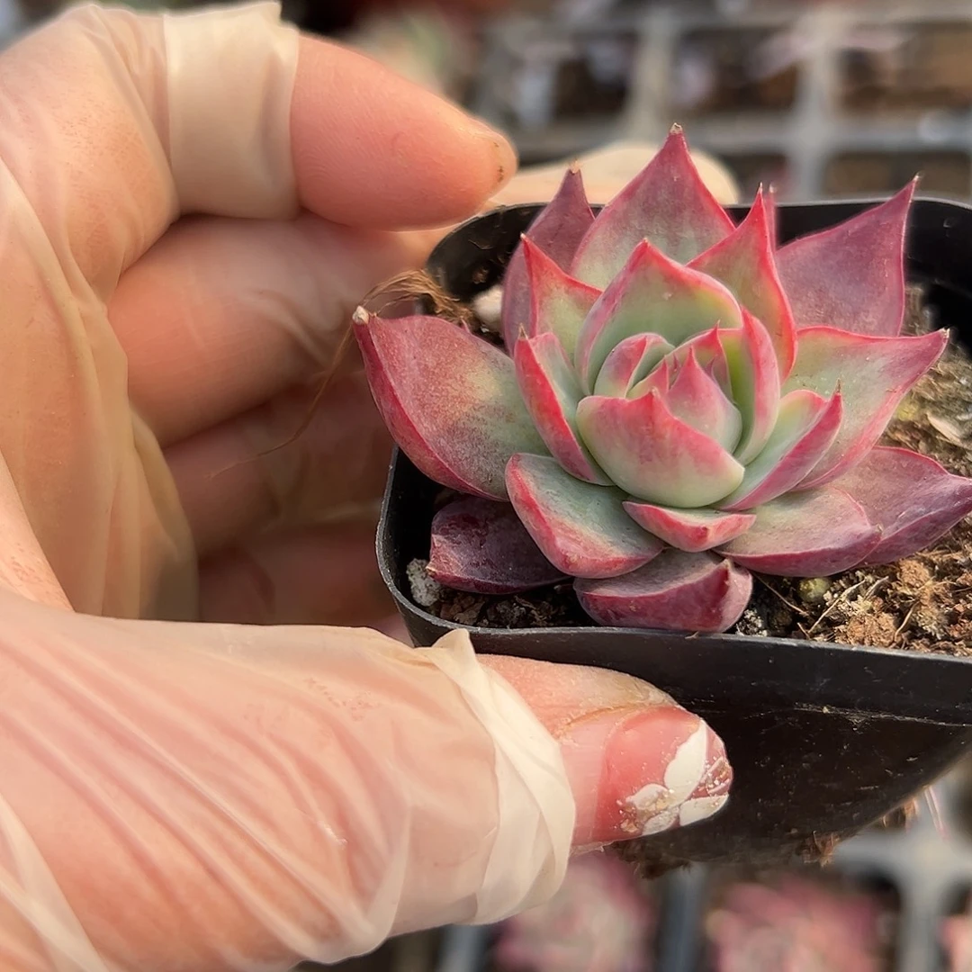 多肉植物惊鸿仙子