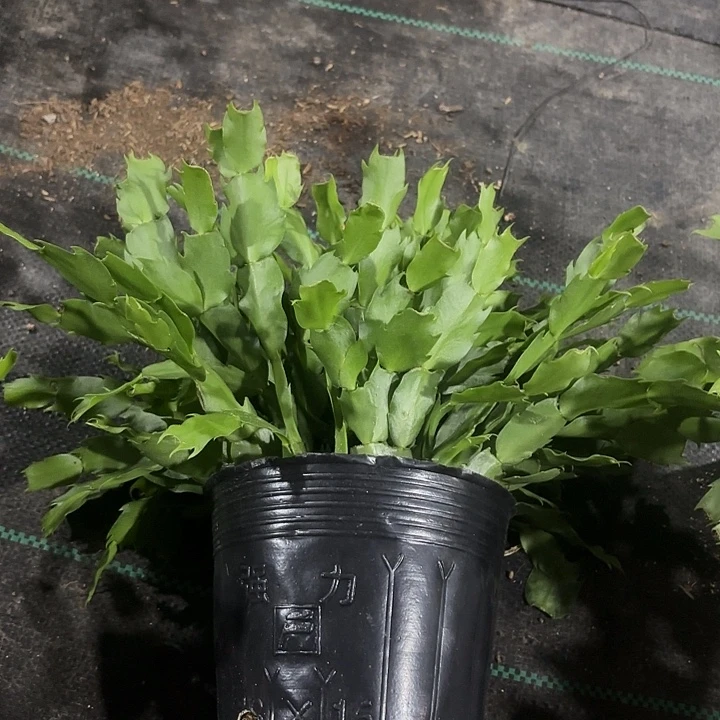 *****当前无花栽培后可以开花