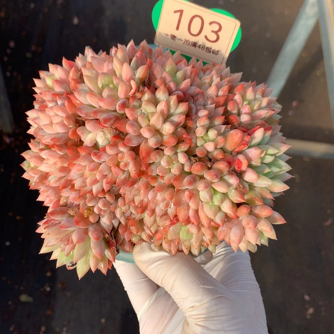 明珠美人无砍平头103