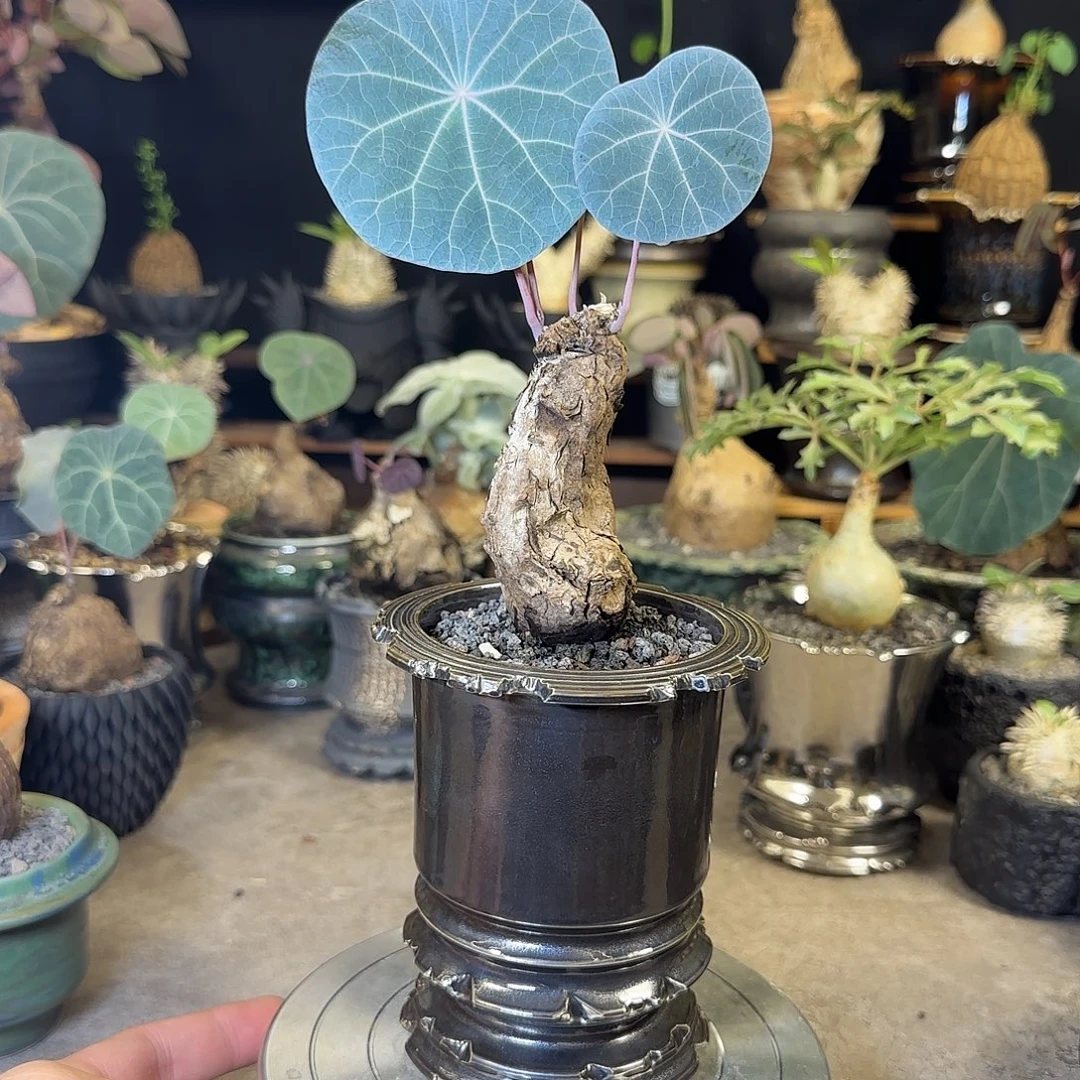 一物一拍老家一叶龟