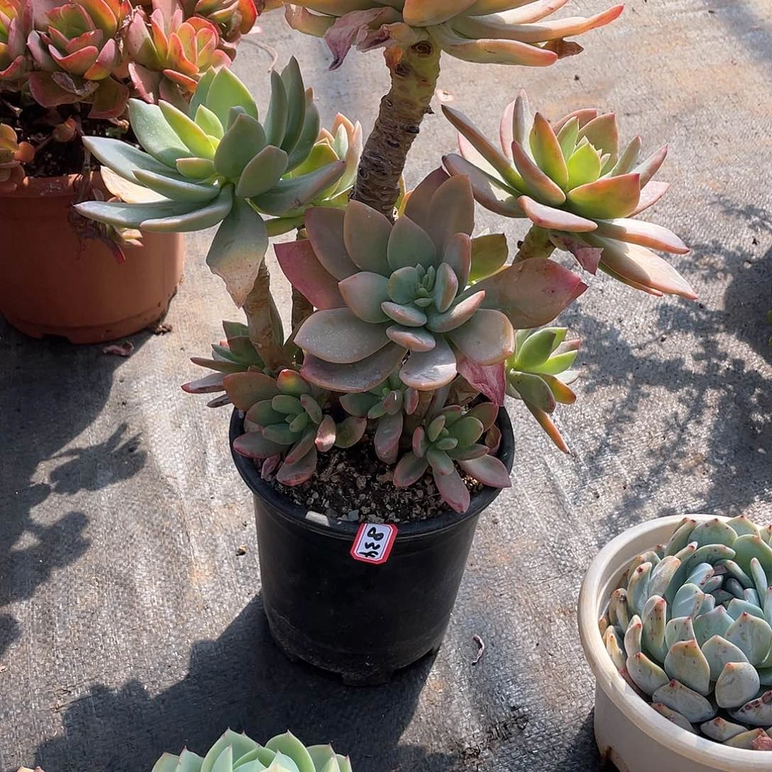 834芒果美人 一物一拍多肉