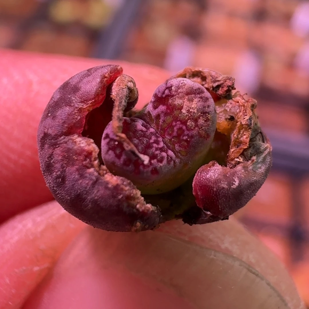 云缦精品番杏24.10马克