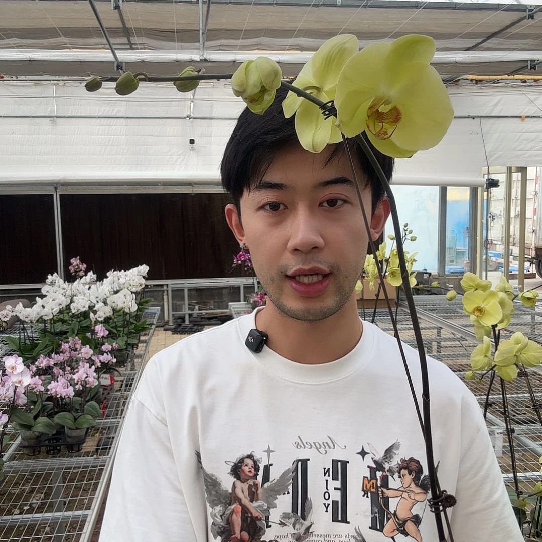 完全开放2004蝴蝶兰