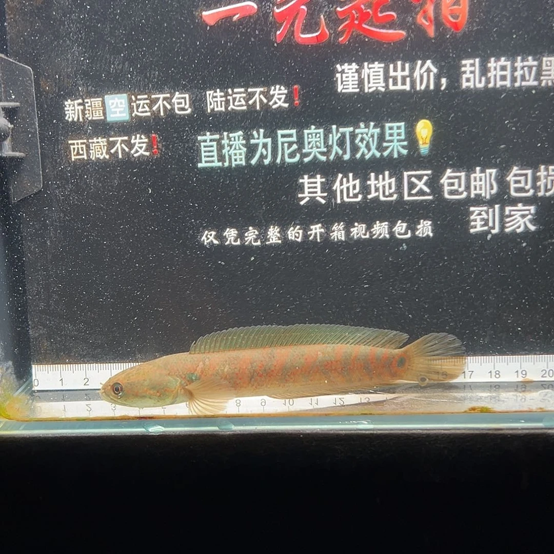 雷龙鱼七星雷龙七星雷龙