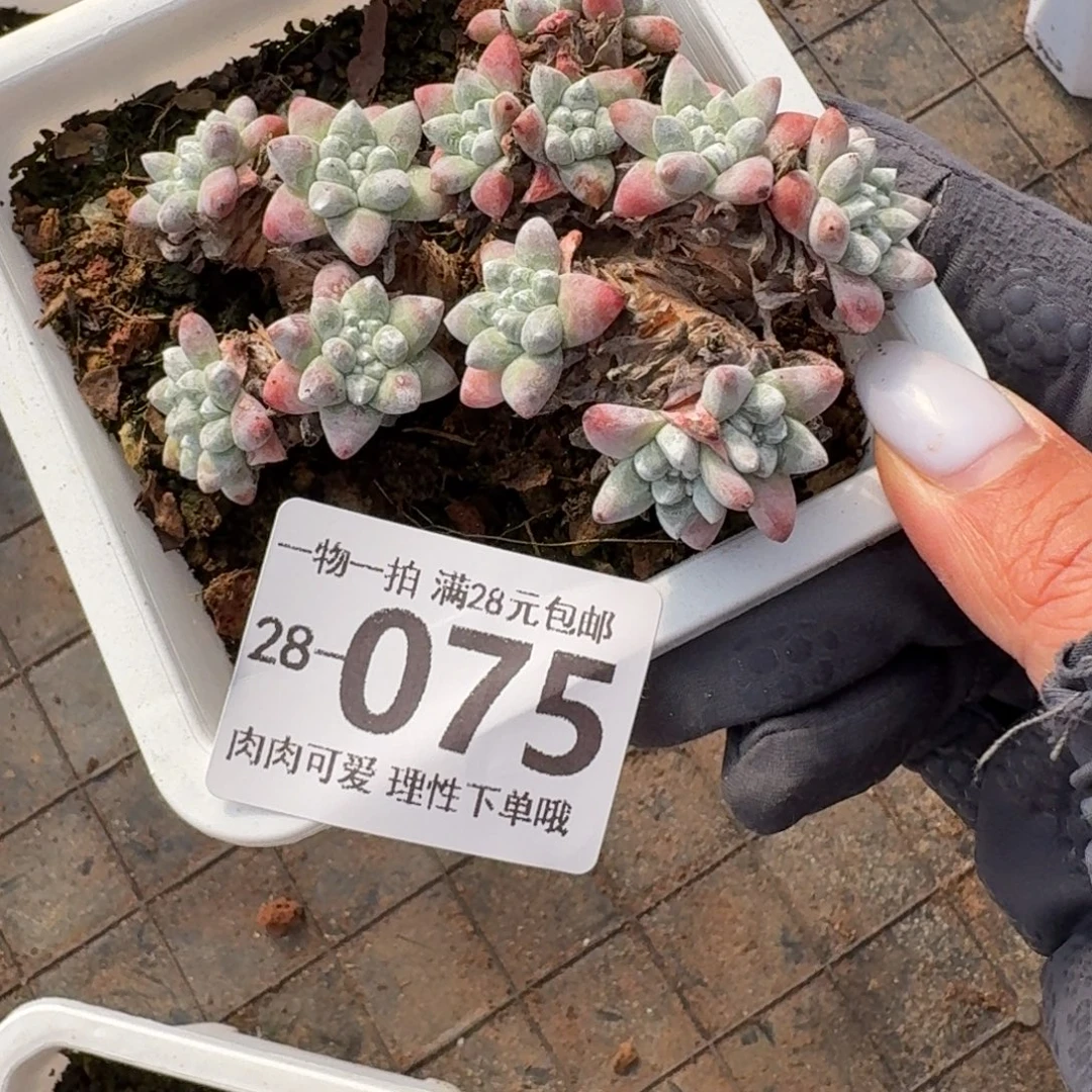白菊无盆土发货无