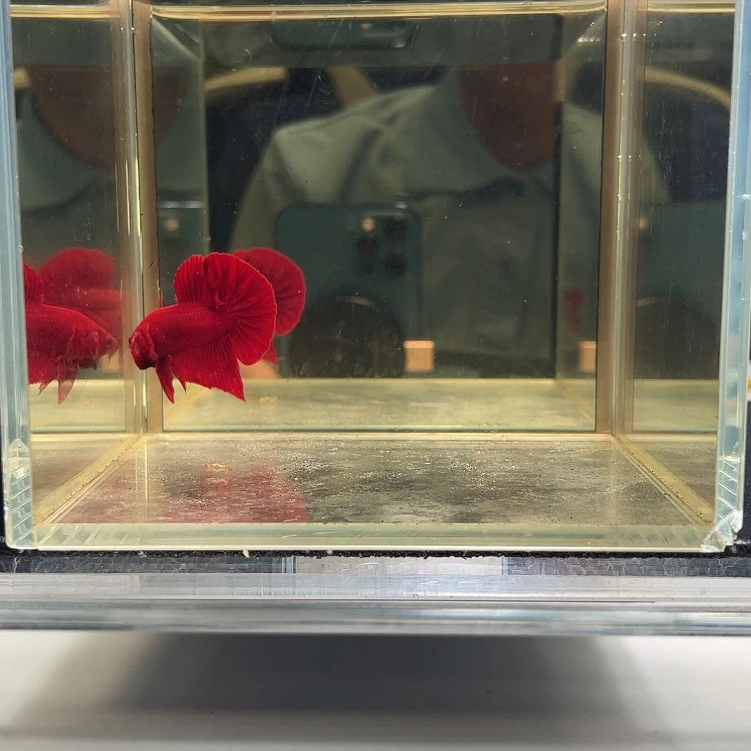 斗鱼九月十一日竞价