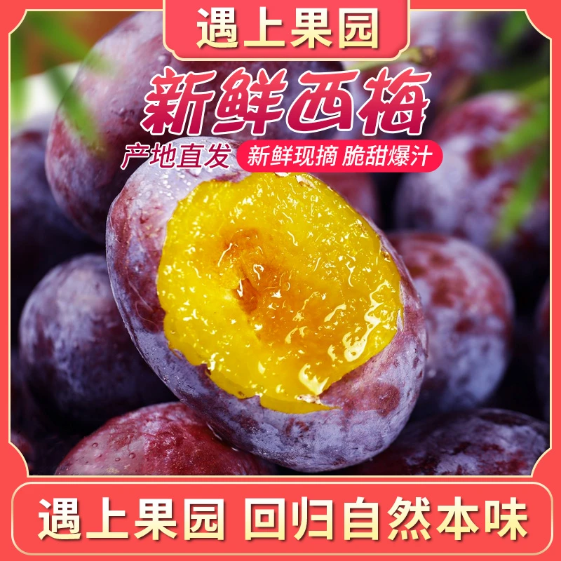 遇上果园【A级果】正宗汶川西梅软着吃蜜甜蜜甜应季水果