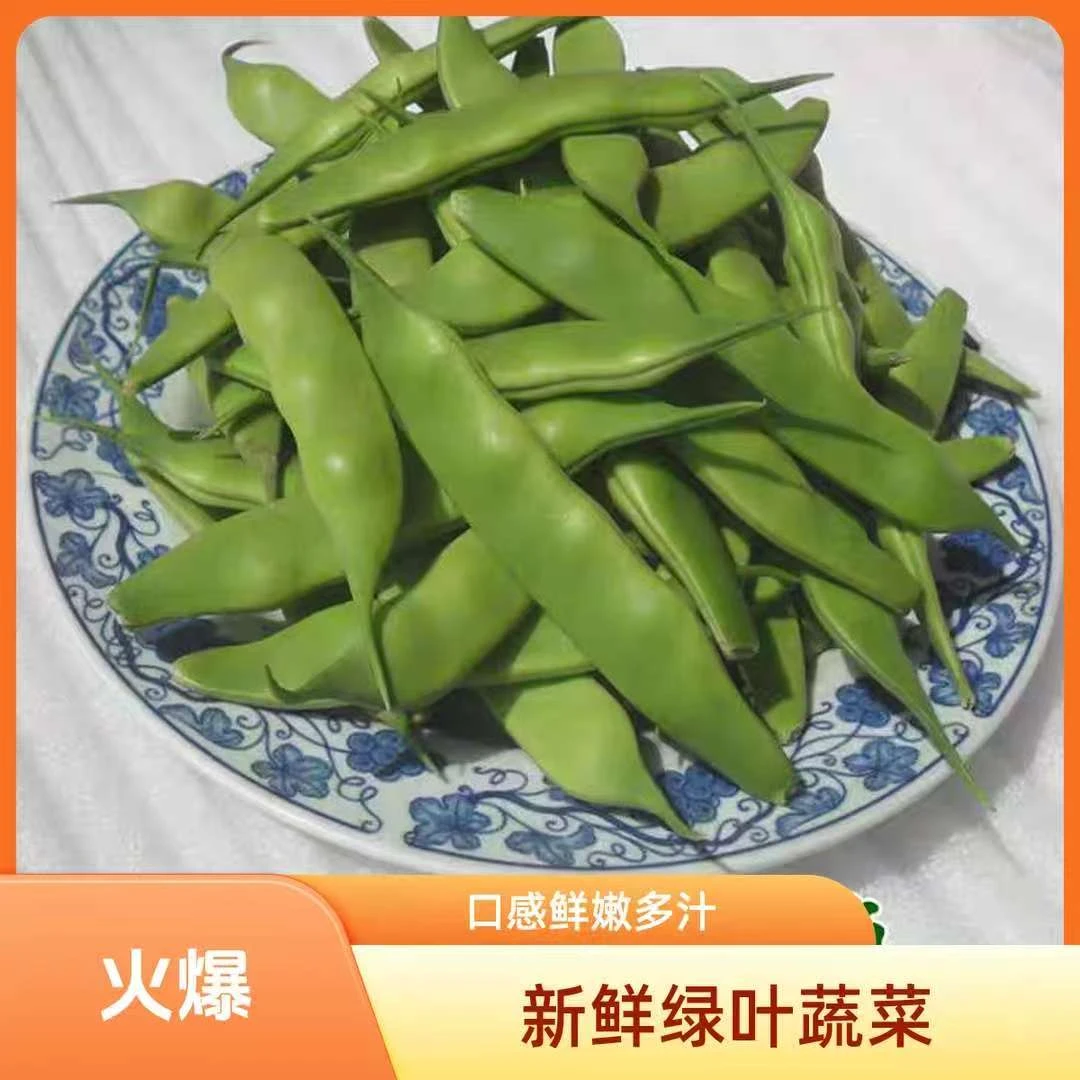 东北吉林农家种植九月青油豆角新鲜采摘