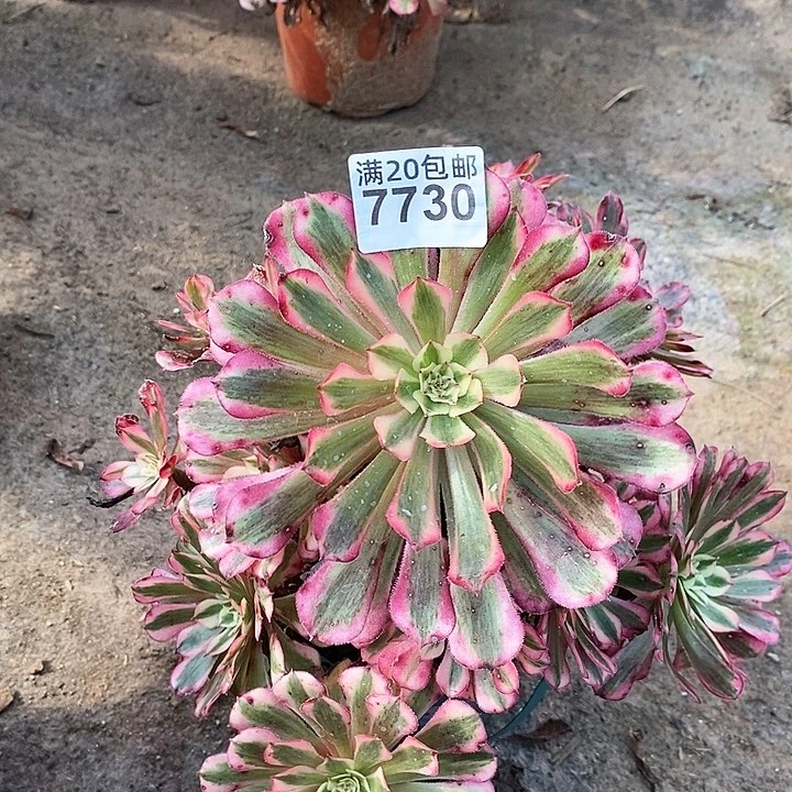 7730 一颗红铜超白