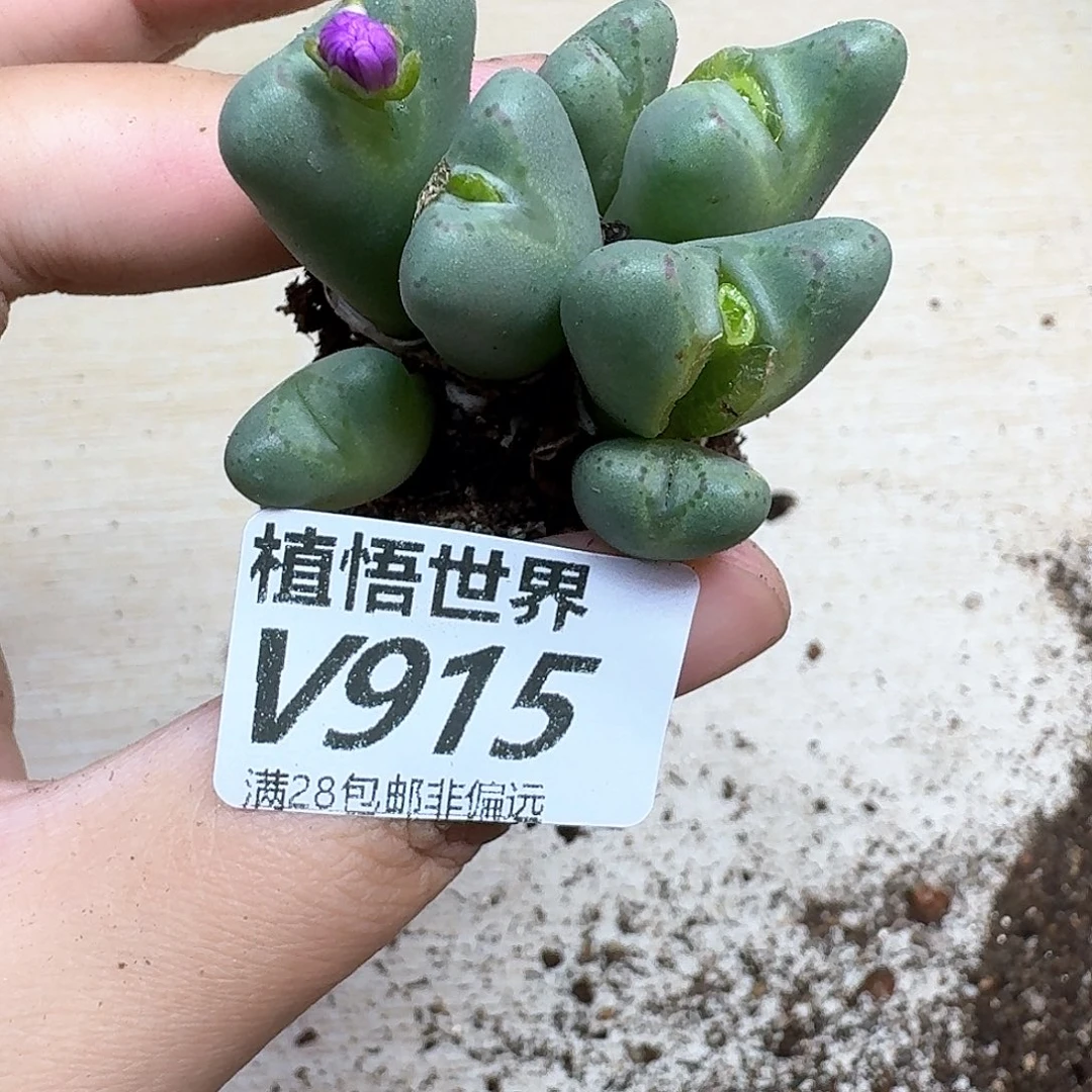 多肉植物的啊fgbnn