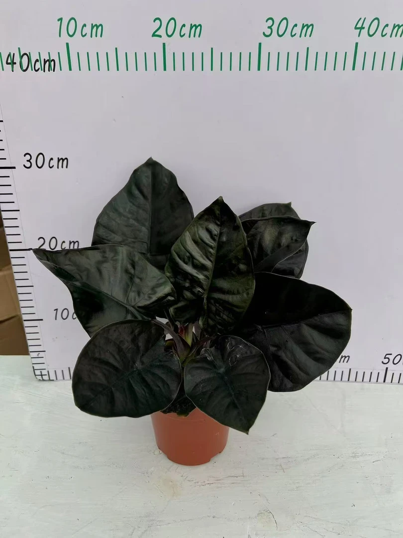 130#吸血鬼海芋盆栽