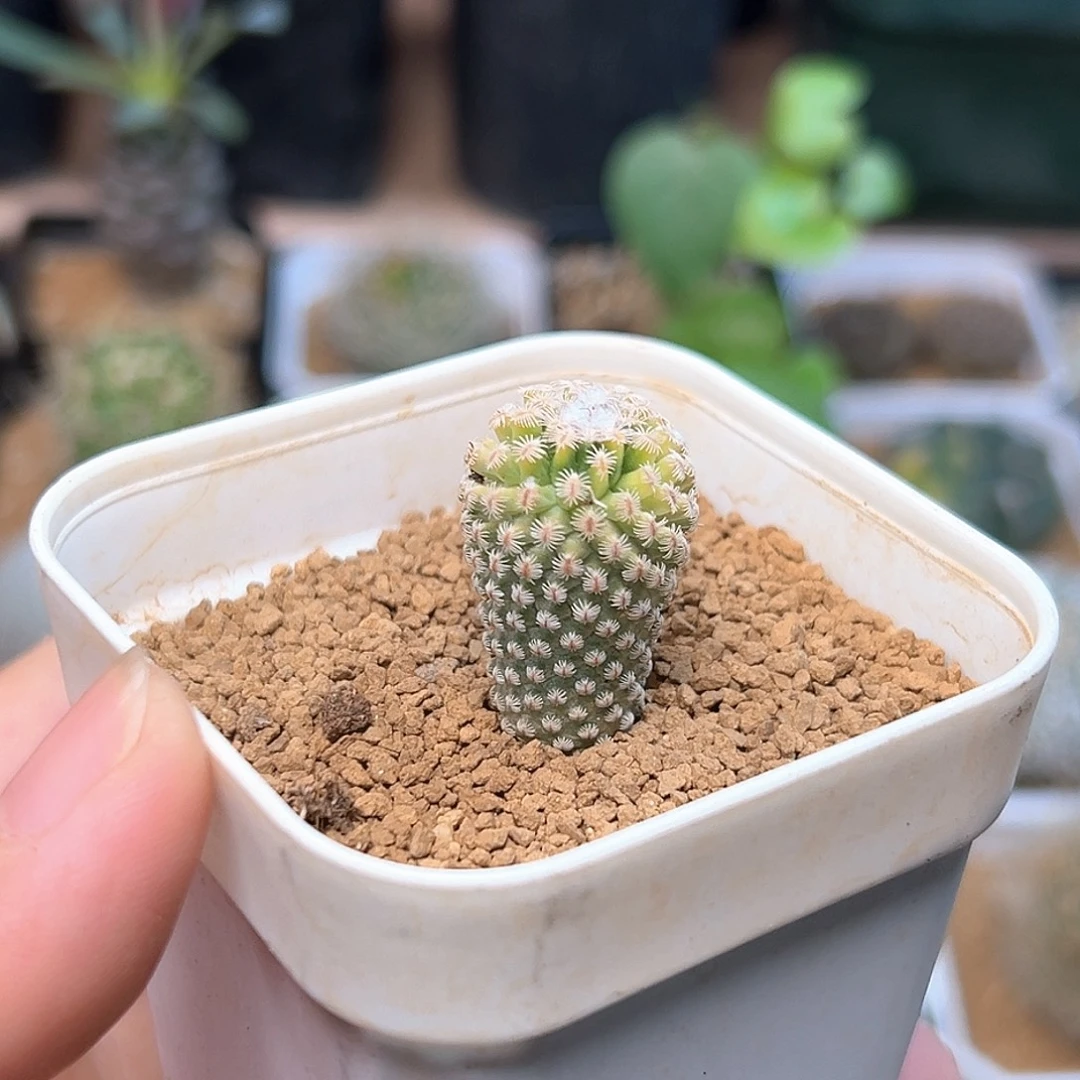实生海胆锦一颗一颗