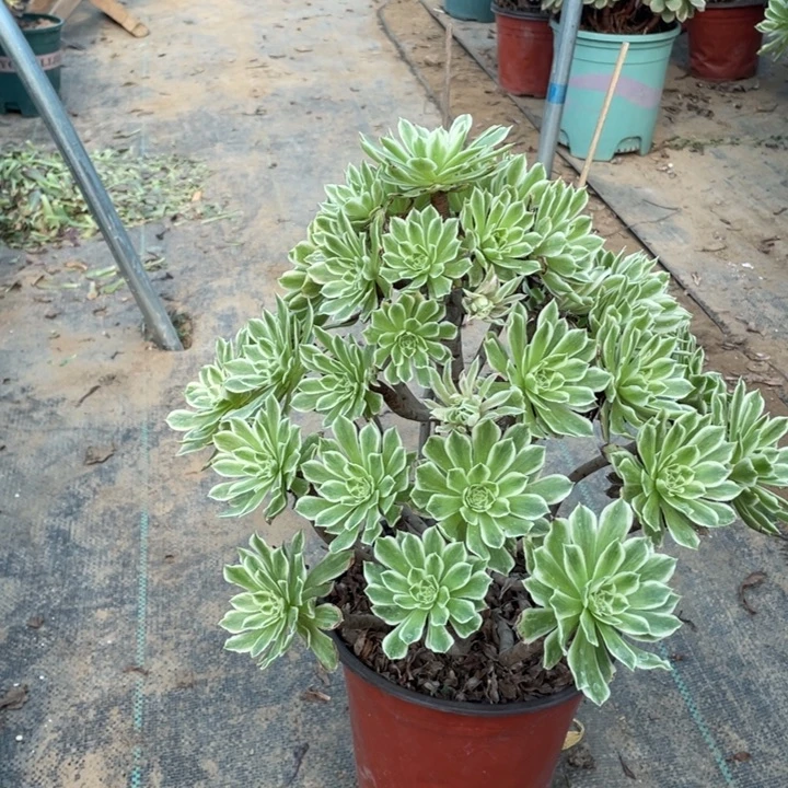 64碧浪多肉多肉植物多肉多肉