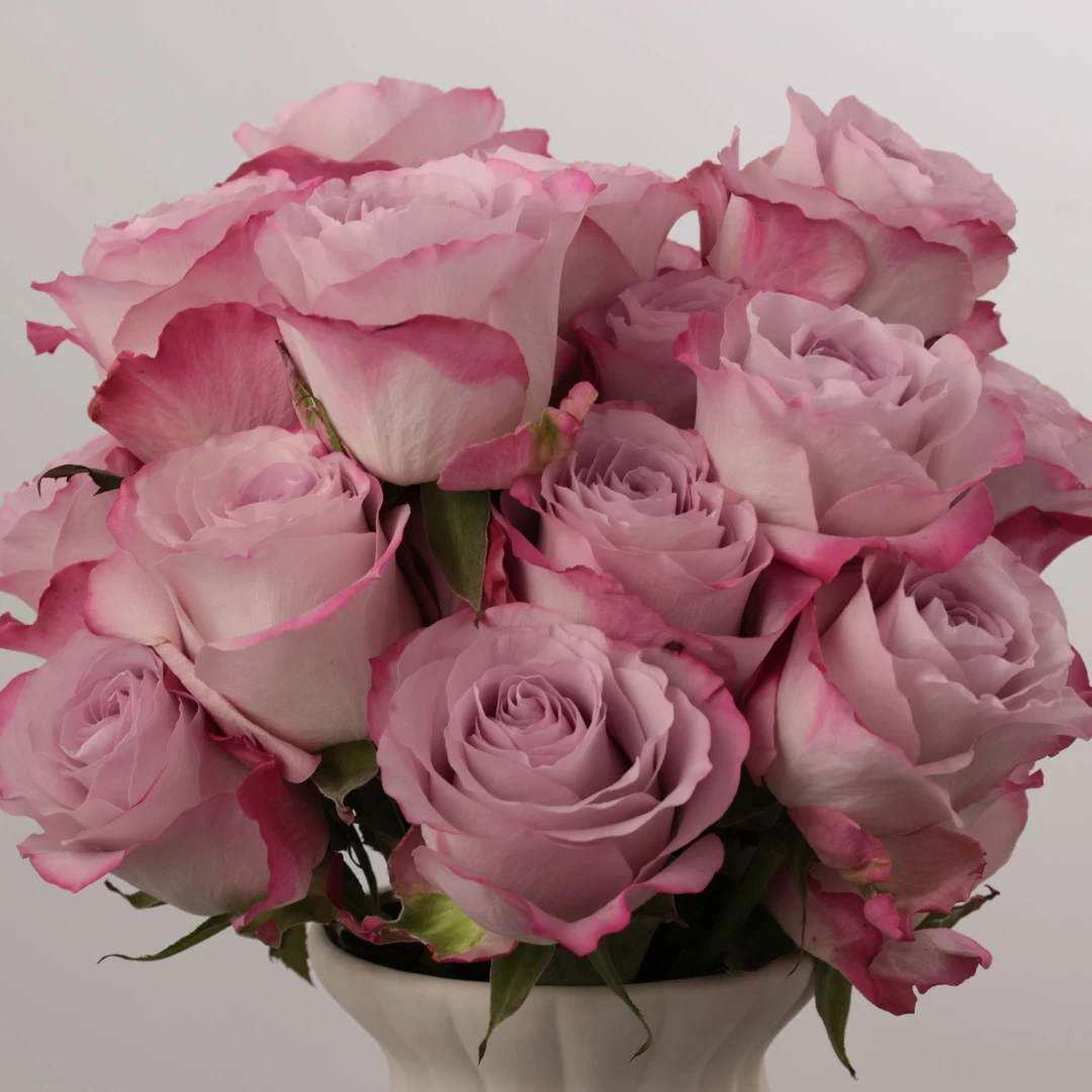 【梦金鹏】气场A级 一单普通快递 两单顺丰冷链 基地现采现发