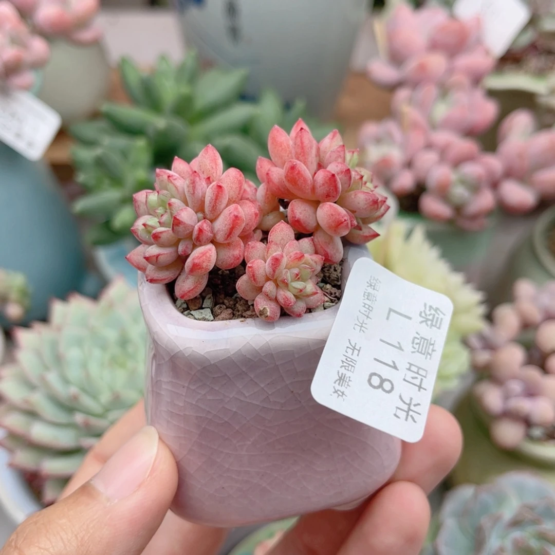 118 草莓布丁 带陶瓷盆发货 一物一拍