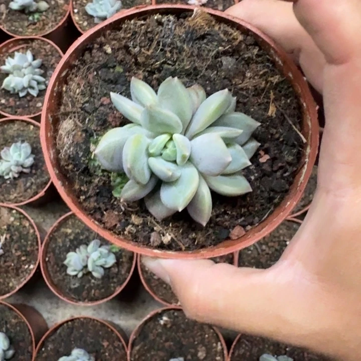 邀月 3头  一物一拍