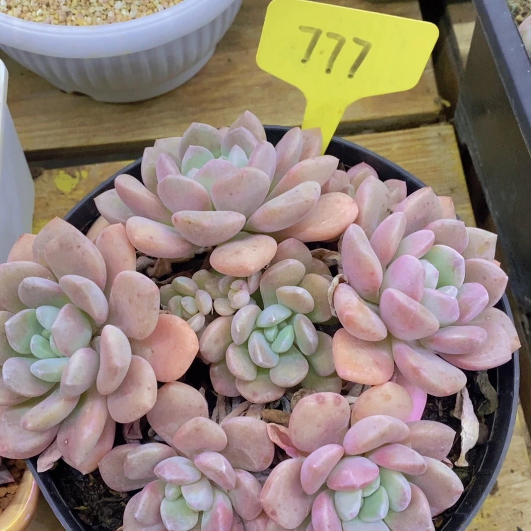 清货转场，一单包邮，满5宋1