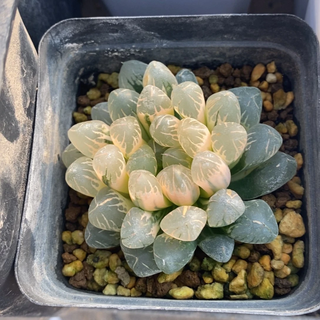 一颗实生糊斑玉露锦 开播福利