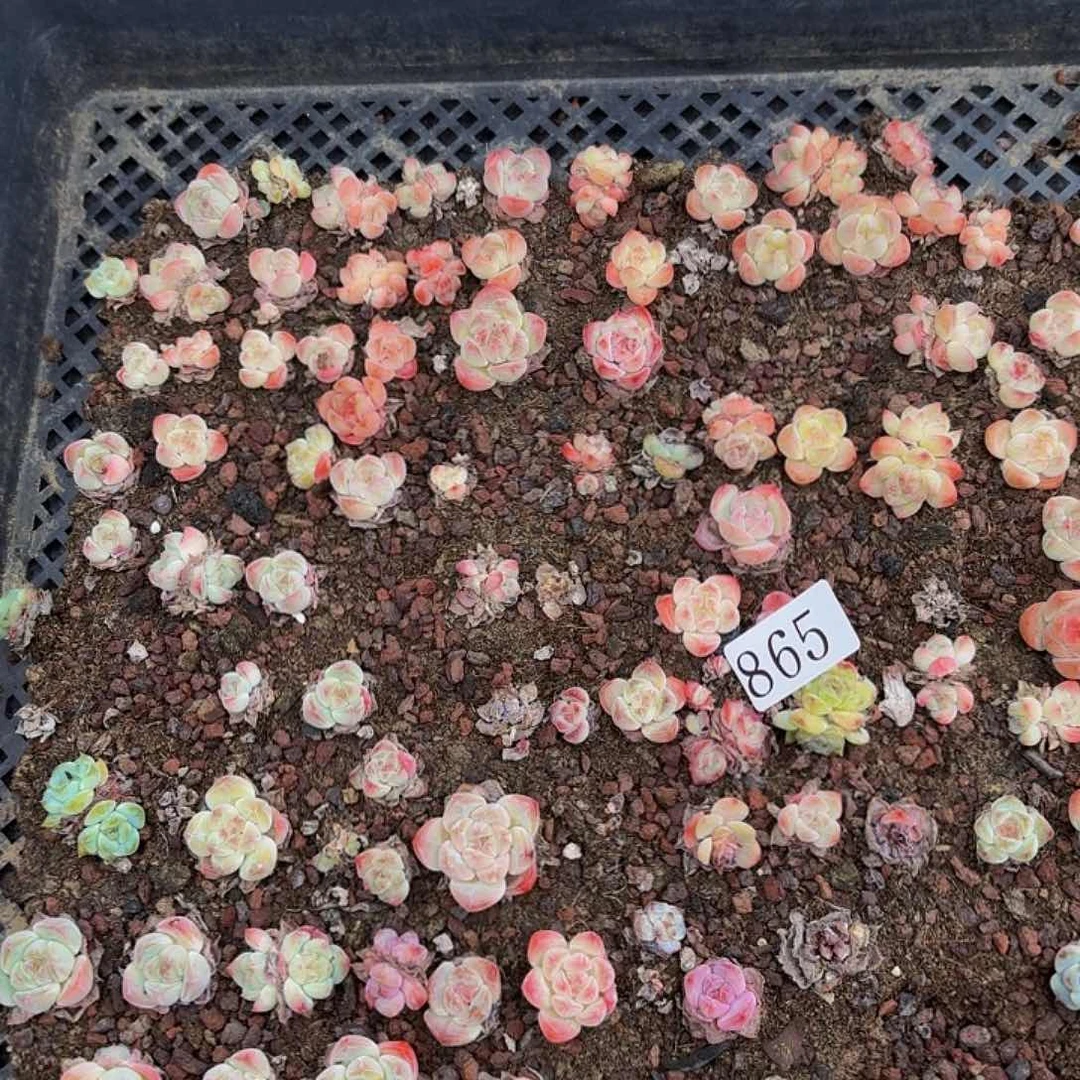 多肉植物多肉植物865