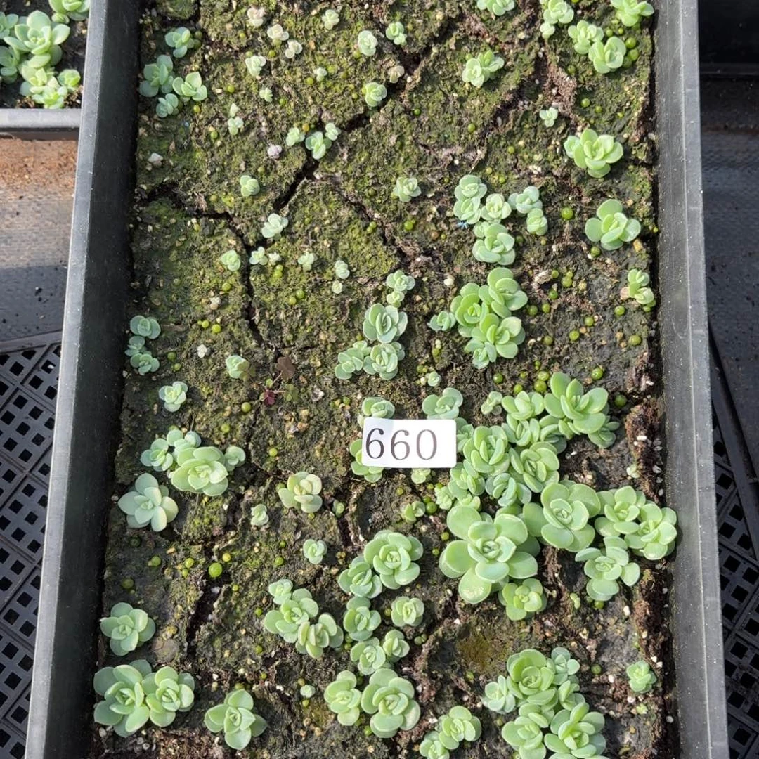 多肉植物多肉植物660