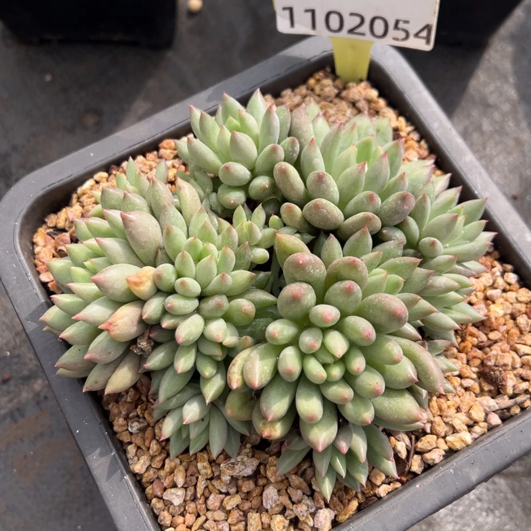 1102054 岩字美人群生无砍