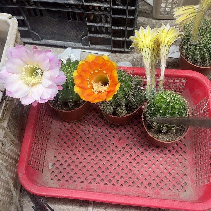 云***漾无花朵彩草哈哈哈哈哈哈哈