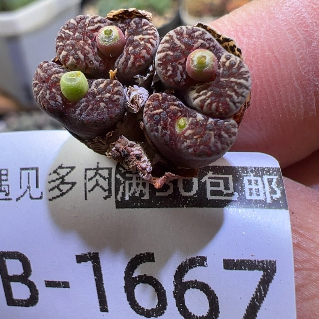 多肉植物11111111111
