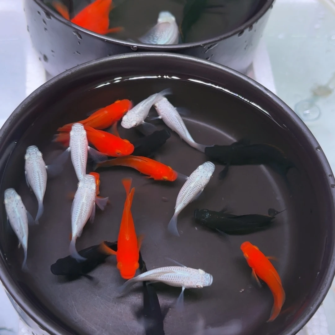 孔雀鱼玛丽球三色中号16+4备损