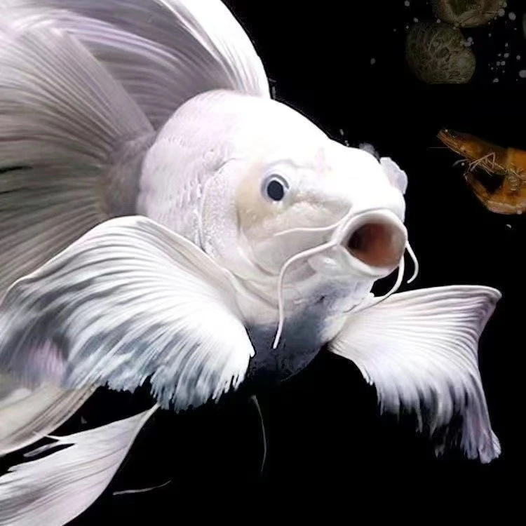 台湾蝴蝶鲤鱼纯种普身大鳍大尾锦鲤冷水鱼金鱼观赏发财鱼