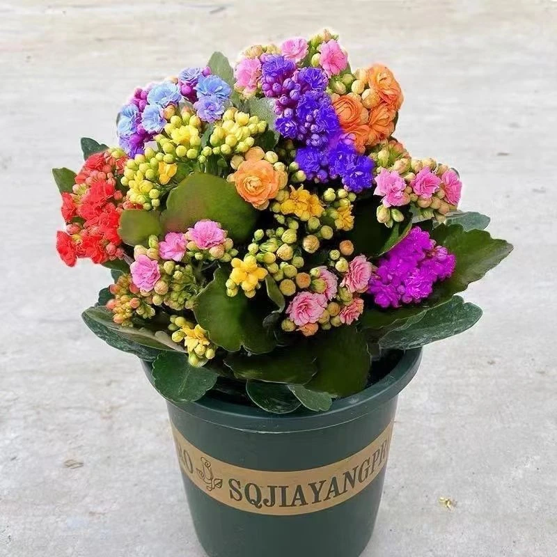 【带土球发货】长寿花盆栽四季开花卉绿植室内花稀有品种好养植物