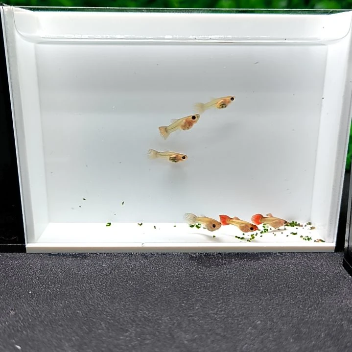 海水鱼精品孔雀鱼，红头玻璃猫苗子6条。