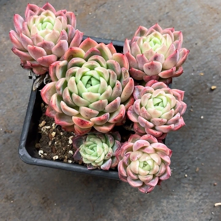 多肉植物，红女巫