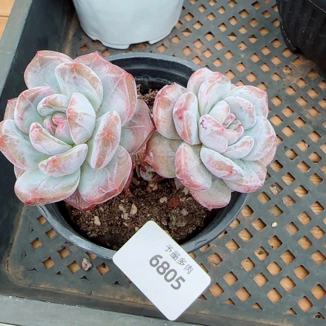 长杆星影，6805多肉植物